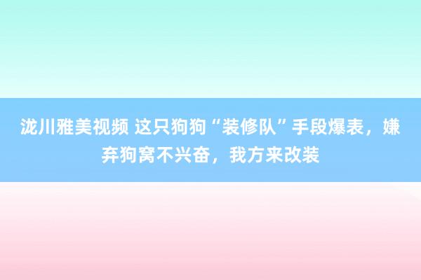 泷川雅美视频 这只狗狗“装修队”手段爆表，嫌弃狗窝不兴奋，我方来改装